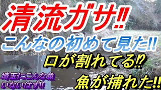 これは‼見たことない魚！　の巻