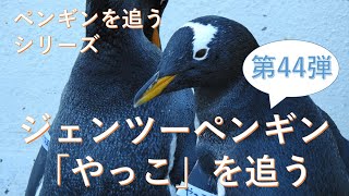 ジェンツーペンギン「やっこ」を追う