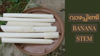 വാഴപ്പിണ്ടി / വാഴ കാമ്പ് ഒരു നല്ല പോഷകാഹാരം | Banana stem a source of fibre | Malayalam krishi video