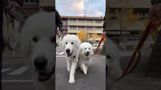 とわ姉さんと元気くんの今日の朝散歩 #shorts #greatpyrenees #超大型犬