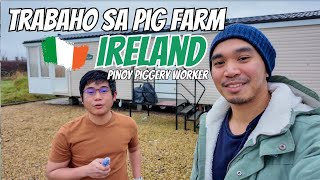 BUHAY SA IRELAND: What it's like to work on a PIG FARM? PINOY PIGGERY WORKER 🇮🇪🐷🇵🇭