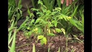 Moringa Documentary