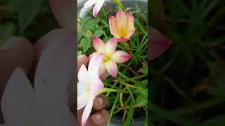 #Rain lily# Part - 4/morning view/நம் தோட்டத்தில் வண்ண வண்ண மழை லில்லி பூக்கள்🌷🌷🌷