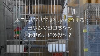 本日もだらだらおしゃべりするヨウムのココちゃん「ｺｯｺﾁｬﾝ、ﾄﾞｳｼﾀﾉ～？」