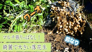 【落花生はマルチ栽培一択！】マルチ張りっぱなしで綺麗で大きい落花生に！？メリットが多い落花生のマルチ栽培