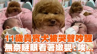 11歲貴賓犬被哭聲吵醒 　無奈瞇眼看著嫩嬰：唉...😑｜精選影片