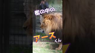 檻の中のアースくん【のんほい】#のんほいパーク #豊橋動物園 #ライオン #アース