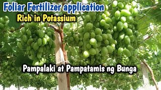 Foliar Fertilizer Application, Pampalaki at pampatamis ng bunga ng ubas