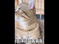 猫咪便秘后也不让主人上厕所，直接睡在马桶盖上，被打都不肯走 007