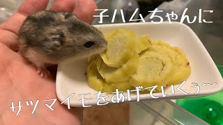 子ハムちゃんにサツマイモをあげたら、まさか！！