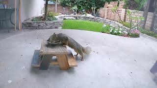GoPro Labs Beta Firmware– Motion Detection Test – Wildlife Camera