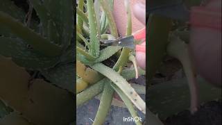 How to care Aloevera plant in tob in terrace garden🏡 #youtubeshort #kitchengarden #meandmyself415