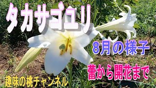 【タカサゴユリ】8月の様子　蕾から開花まで　24/8/31