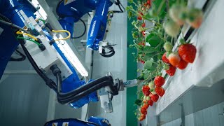 The Farm of the Future from Oishii — Solar-Powered Indoor Vertical Strawberry Farm Short