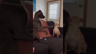 Playful Pitbull Pushes Cheeky Chihuahua's Buttons || ViralHog