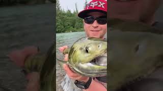 FISHING ALLIGATOR SALMON CHUM AT KITIMAT RIVER WITH CROCODILE DANDY