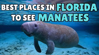 10 Best Places to See Manatees in Florida