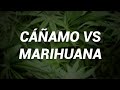 Esta es la diferencia entre la marihuana y el cáñamo y sus múltiples beneficios