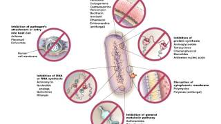 Chapter 10 Controlling Microbial growth in humans Part 1 of 1 Bauman