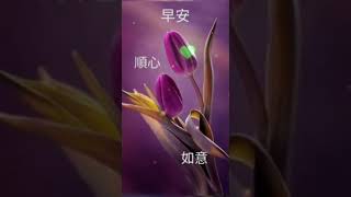 早安好愉快好心情💐🍀💗蘇宥蓉~相思花🎧🎶🎼