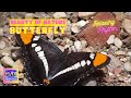 The Best Butterflies & Relaxing Music Video | Max Relax Flix