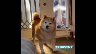 小狗真的很生气#柴犬表情包 #柴犬 #谁能拒绝会旺财的修狗