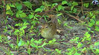 矛斑蝗鶯(Lanceolated Warbler):2021新編台灣野鳥集錦.冬過境鳥(稀).(Wild Birds of Taiwan).