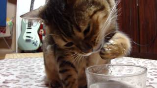 コップの中に手を突っ込んで水を飲むベンガル猫☆Bengal cat who thrusts his hand into the cup and drinks water