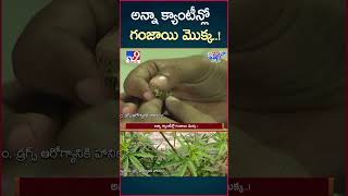 అన్నా క్యాంటీన్లో గంజాయి మొక్క  ! | Anna Canteen - TV9