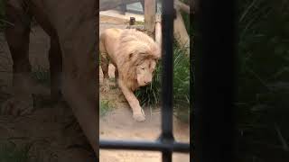 若夏･･㉗ホワイトライオン・白獅子・セラムくん・沖縄こどもの国・・・White_Lion・Okinawa Zoo \u0026 Museum(20230517)