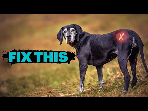 What can you do for a dog with bad hips?