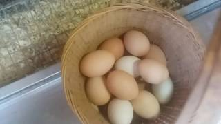 Collecting fresh  chicken  eggs