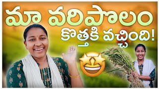 మా వరి పొలం కొత్తకి కి వచ్చింది 🌾 | Vari Kotha | Paddy Harvesting | Rice Cutting | HARSHI TALKS |