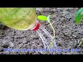 063 quickee madre de agua planting @aspiringfarmgirl7970 farmer diy plant feed garden water