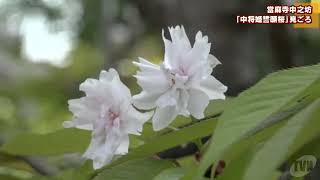 葛城市・當麻寺中之坊　「中将姫誓願桜」が見ごろ