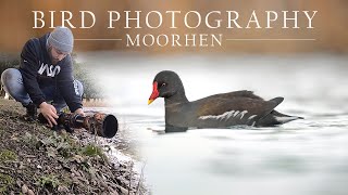 Bird Photography - Water Birds (Moorhen) Nikon Z6ii