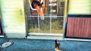 モフられる猫にフラれるダービー馬ロジャーバローズ【ディープインパクト後継種牡馬】