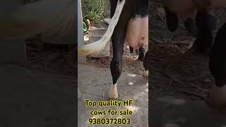 Top quality HF cow for sale #ಹೈನುಗಾರಿಕೆ #cow #viral song # short videos# trending song