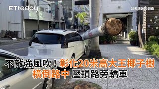 不敵強風吹！彰化20米高大王椰子樹橫倒路中　壓損路旁轎車