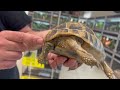 reconnaître les mâles et femelles chez les tortues terrestres