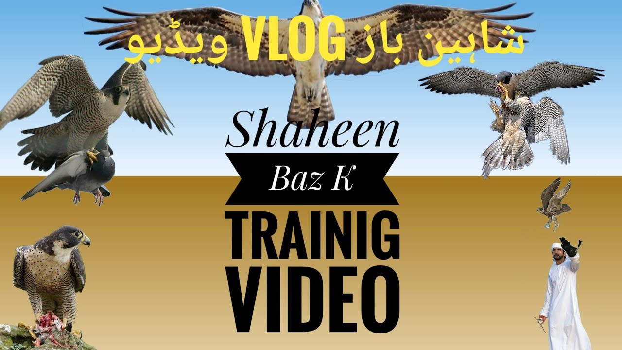 Falcon Training Video Shaheen Baaz Training Video Youtube