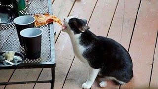 Funniest Cats And Dogs s 😁   Best Funny Animal s 2024 🥰