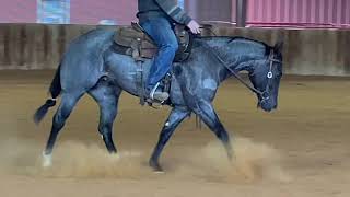 3 yo blue roan mare by Gunner On Ice