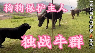 【正版阿哲的露营⛺️生活】第19集一只懂得感恩的流浪狗，有牛群靠近了奋不顾身的去保护收养它的主人#流浪狗 #流浪狗救助 #户外 #乐乐#拉登