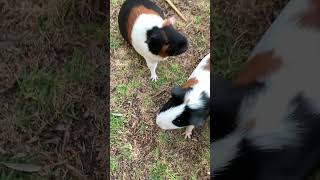 Guinea pigs check out everything in their yard