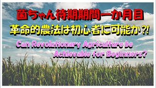 みようみまねの畝作りで、糸状菌はちゃんと育つのでしょうか 　【メイトル農園】