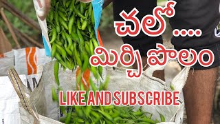 | మిర్చి పొలం లో । మిర్చి కోత | Babi Ganti  A to Z all in one in Telugu ||