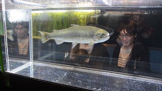 ブランド魚「富士の介」展示始まる　山梨・忍野村の「森の中の水族館（県立富士湧水の里水族館）」