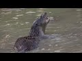 the neotropical river otter in costa rica