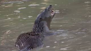 The Neotropical River Otter in Costa Rica